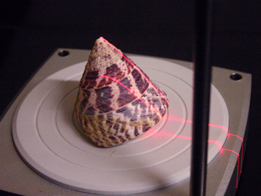 Seashell in the process of scanning