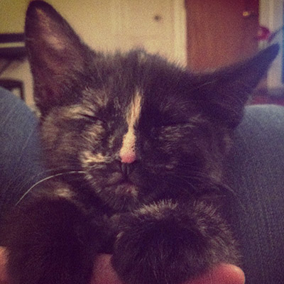 Take on the rough task of becoming a cat cuddler at the SPCA. Photo: Angela Crozier